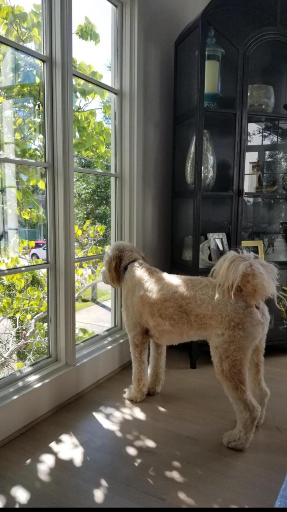 Homestay Moose Manor Guest - Houston